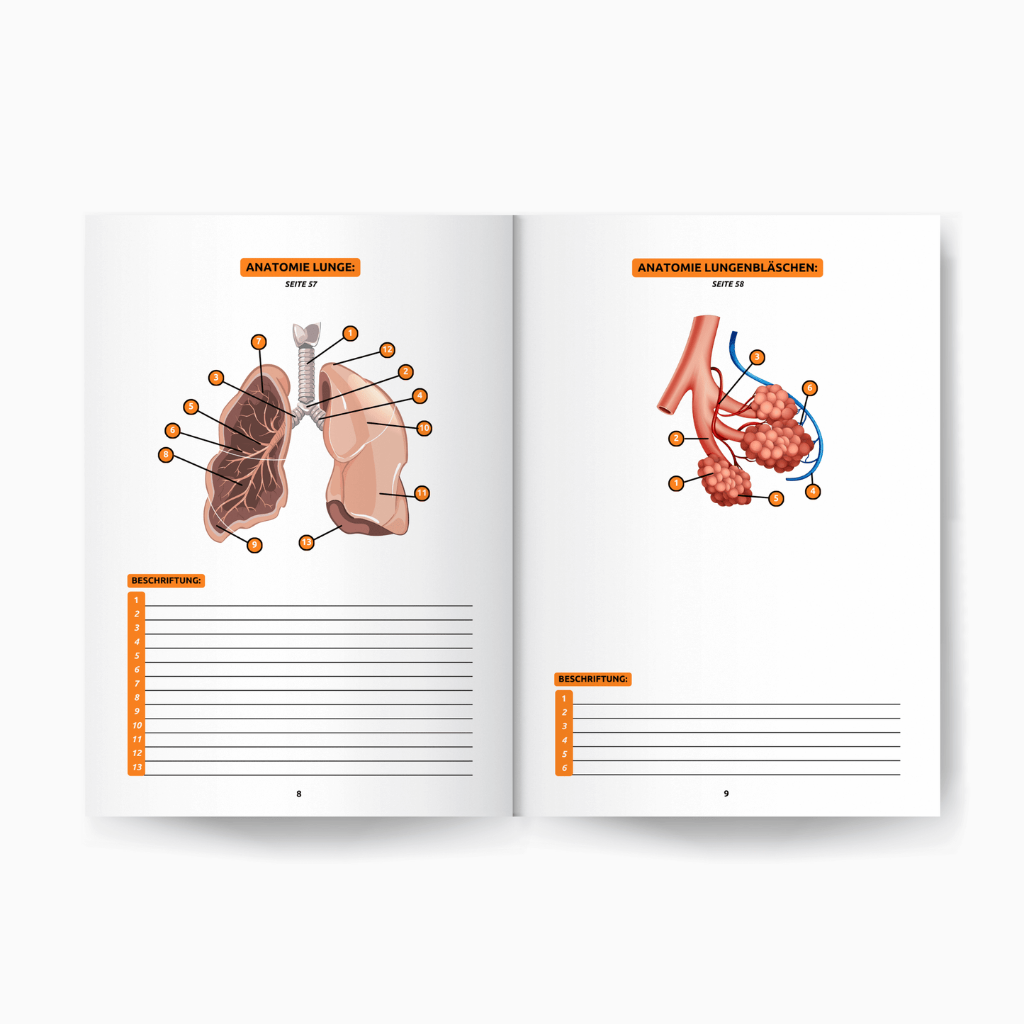 Anatomie Workbook